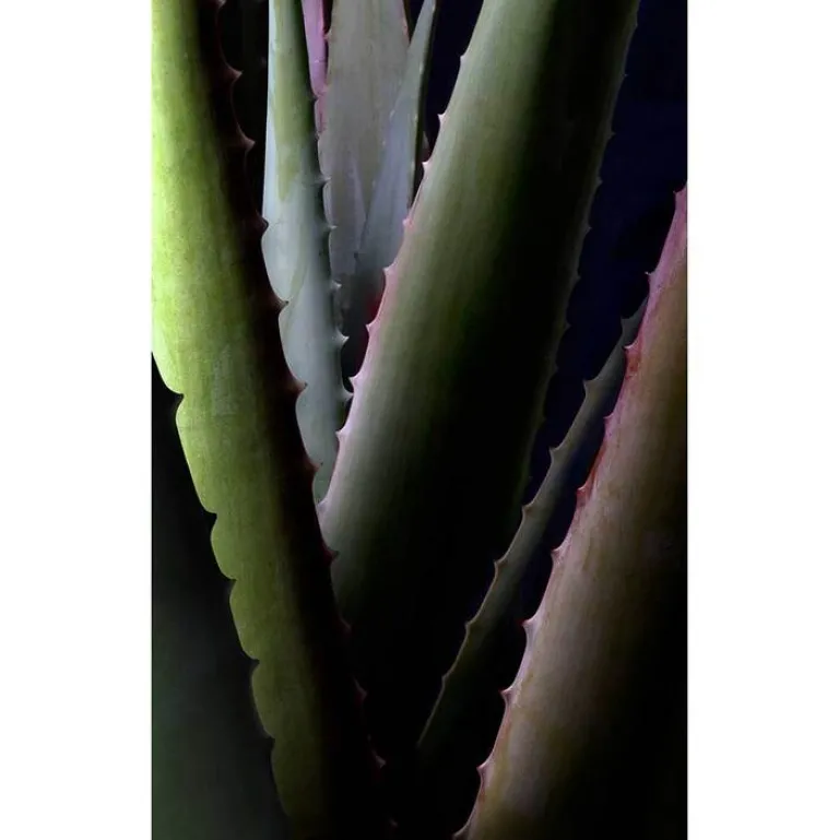 Sale Santaverde Aloe Vera Creme rich ohne Duft, 30 ml