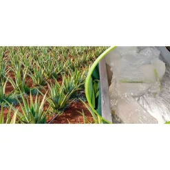 Aloe Vera Saft 100% Bio , 1 l