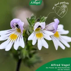 A.VOGEL Augen-Tropfen 6 Mon.n.Öffnen haltbar, 10 ml