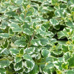 Discount Boswellia MSM forte Dr. Jacob`s Tabletten, 90 St Weihrauch|Msm Schwefel