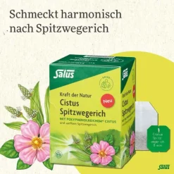 Cistus Spitzwegerich Tee Bio Filterbeutel, 15 St