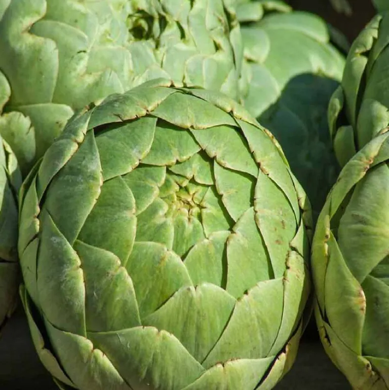 Sale Dr. Jacobs Darmhit Dr. Jacob`s Pulver, 210 g