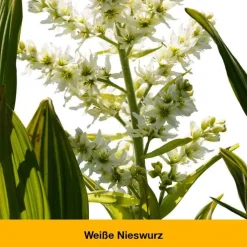 dystoLoges® Tabletten, 260 St