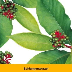 dystoLoges® Tabletten, 50 St