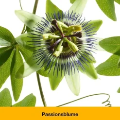 dystoLoges® Tabletten, 50 St