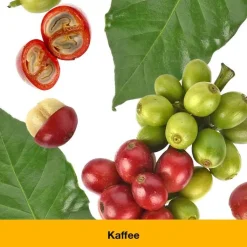 dystoLoges Tropfen, 50 ml