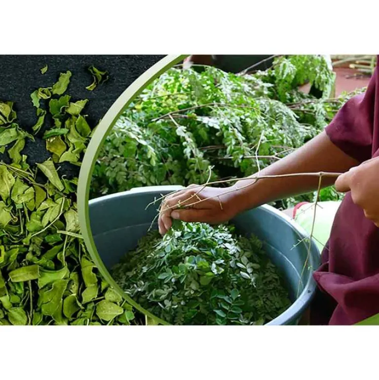 Outlet Moringa 100% Bio Tabletten a 400 mg pur, 120 g Moringa|Moringa Oleifera