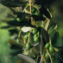 Best SOS Olivenblatt Gel Protection, 50 ml Empfindliche Haut|Trockene & Sensible Haut