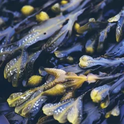 Rausch Anti-Fett-Kopfhaut-Kur mit Meerestang beutel , 15 ml