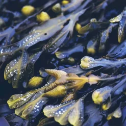 New Anti-Fett-Shampoo mit Meerestang, 40 ml Shampoos