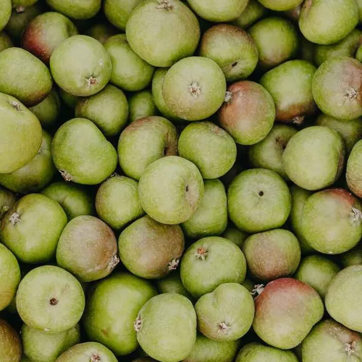 Rausch Anti-Pollution-Shampoo mit Schweizer Apfel, 200 ml