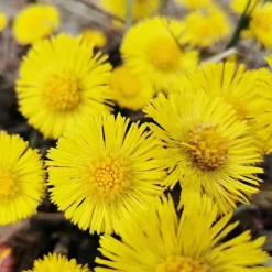 Rausch Anti-Schuppen-Conditioner mit Huflattich, 150 ml