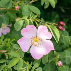 New Farbschutz-Conditioner mit Wildrose, 150 ml Spülungen & Lotionen