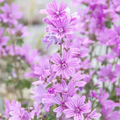 Outlet Feuchtigkeit Shower Gel mit Malve, 200 ml Duschen & Waschen