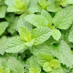 Rausch Geschenkset Frische 2024, 1 P