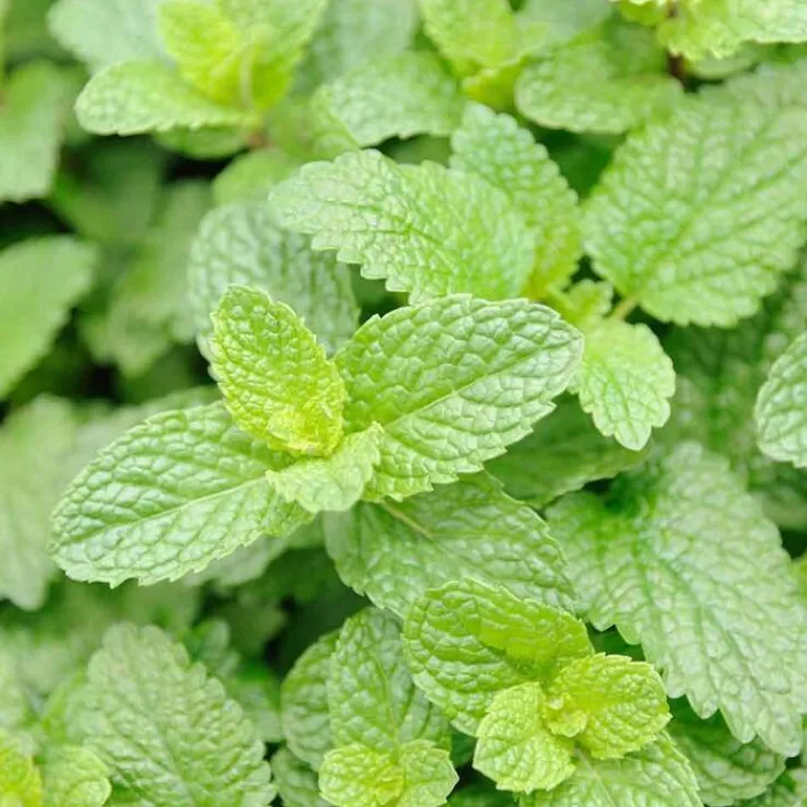 Rausch Geschenkset Frische 2024, 1 P