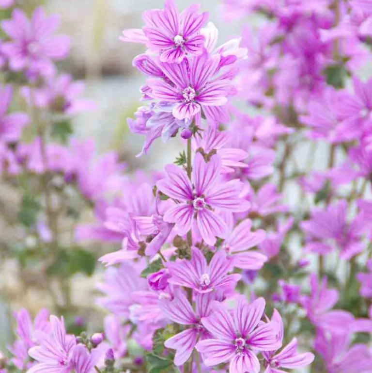 Best Malven Shower Gel, 50 ml Duschen & Waschen