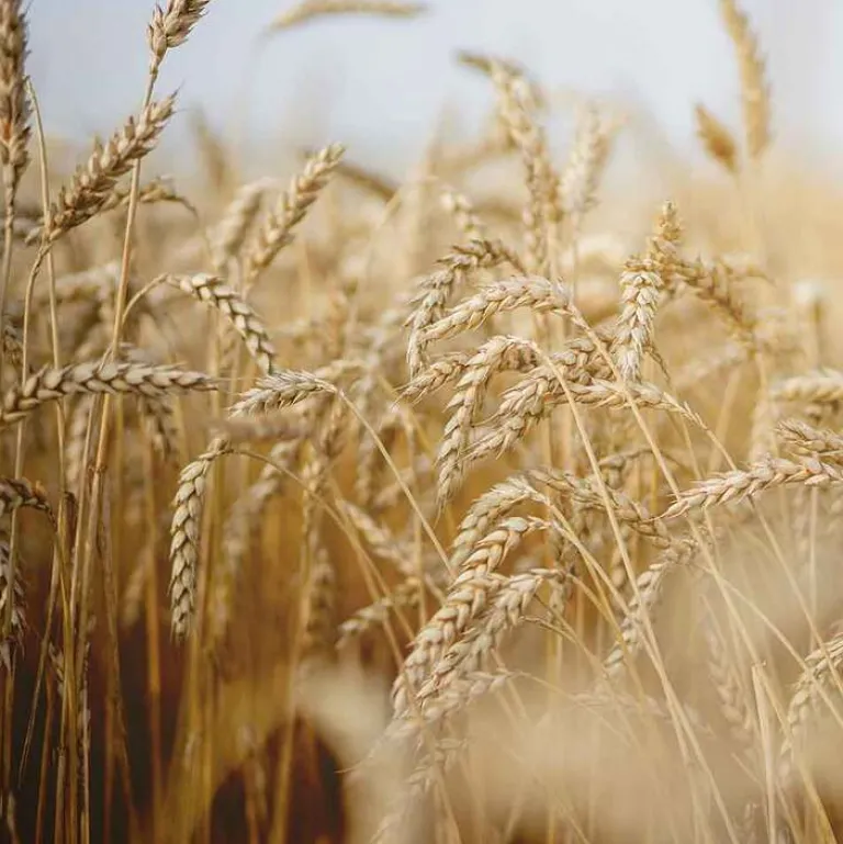 Clearance Nähr-Conditioner mit Weizenkeim, 150 ml Spülungen & Lotionen
