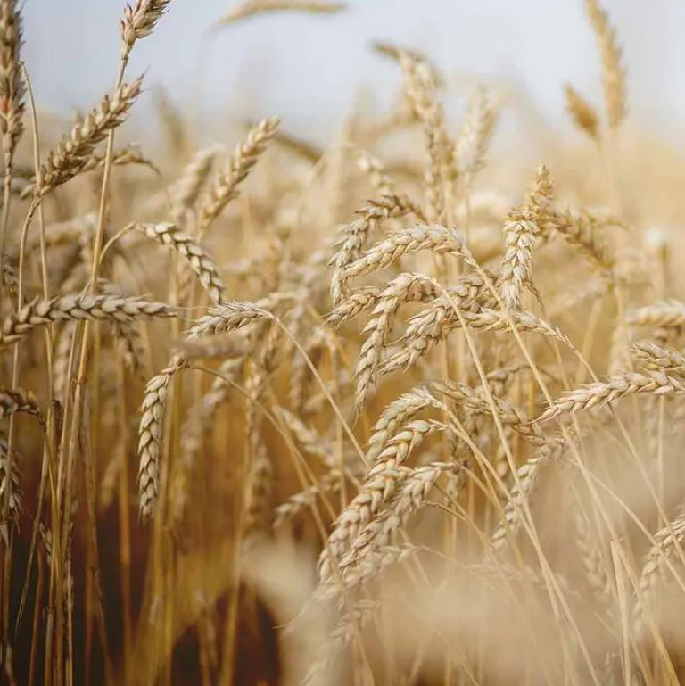 Sale Nähr-Kur mit Weizenkeim Beutel, 15 ml Haarkur & Balsam