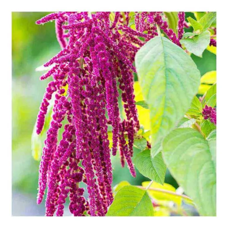 Hot Repair-Cream mit Amaranth, 50 ml Haarkur & Balsam