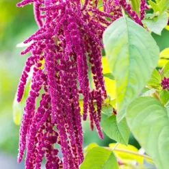 Discount Rausch Repair-Serum mit Amaranth, 30 ml