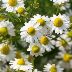 Rausch Sensitive Bodylotion mit Kamille, 200 ml