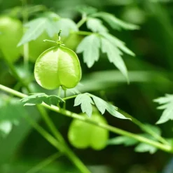 Best Sensitive-Conditioner mit Herzsamen, 150 ml Spülungen & Lotionen