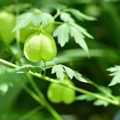 Sensitive-Shampoo mit Herzsamen, 40 ml Shampoos