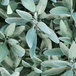 Sale Rausch Silberglanz-Shampoo mit Salbei, 40 ml