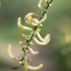 Discount Rausch Spezial-Spray mit Weidenrinde, 100 ml