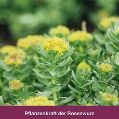 Sale rhodioLoges® 200 mg Filmtabletten, 60 St Beruhigungsmittel