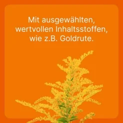 Online Heel Solidago compositum ad us. vet. Ampullen, 10 St