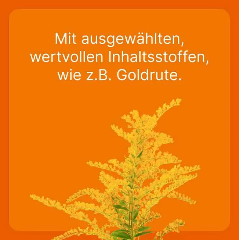 Online Heel Solidago compositum ad us. vet. Ampullen, 10 St