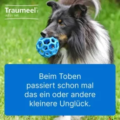 Best Traumeel T ad us. vet. Tabletten für Hund und Katze, 100 St
