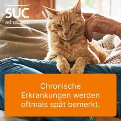 Outlet Ubichinon compositum ad us. vet. Ampullen, 10 St Biologische Heilmittel Heel Gmbh