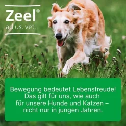 Zeel® ad us. vet. Tabletten, 500 St